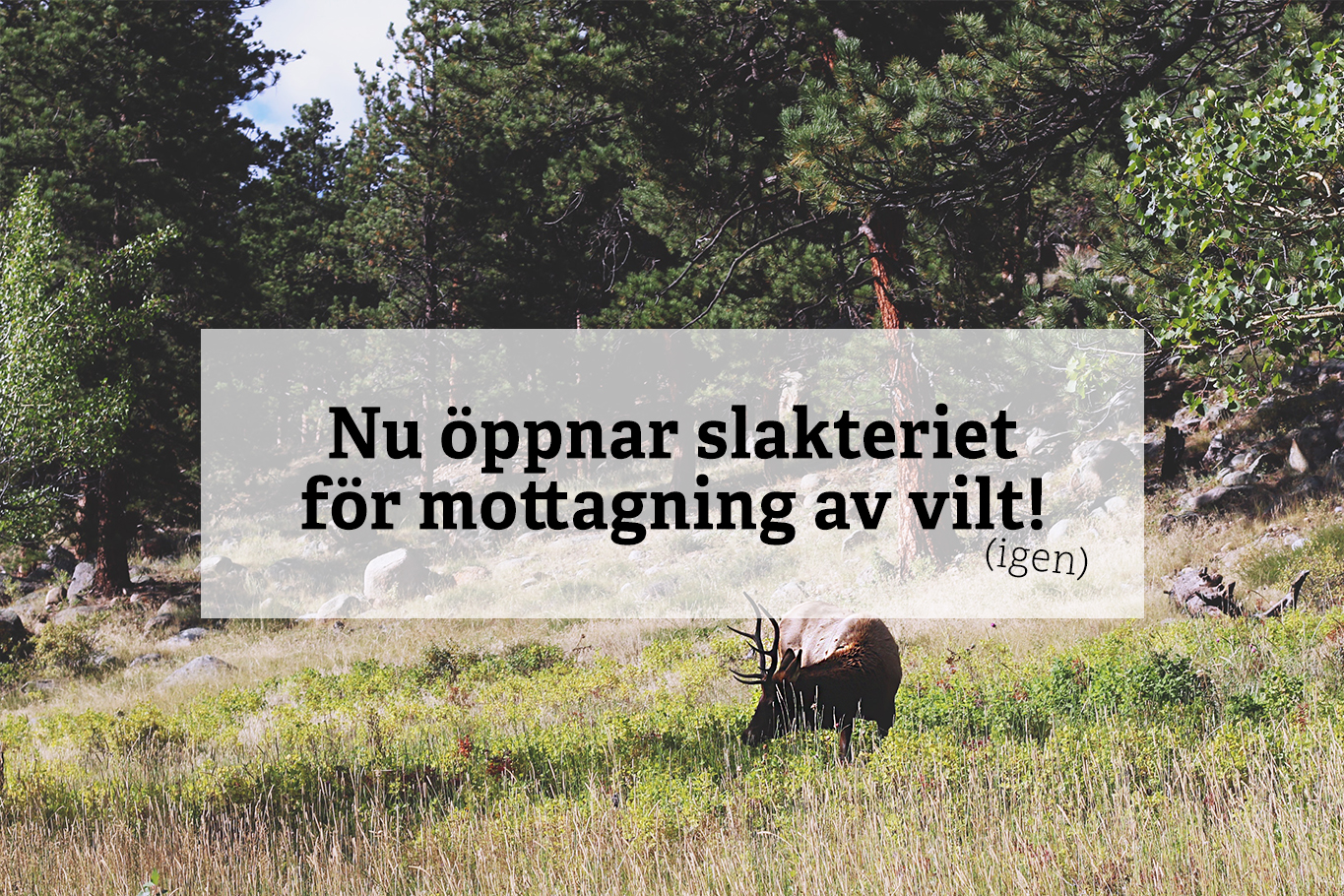 oppnar igen Vrena Viltslakteri